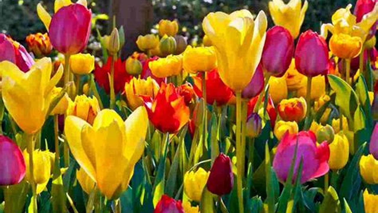 Manfaat Bunga Tulip yang Menakjubkan!